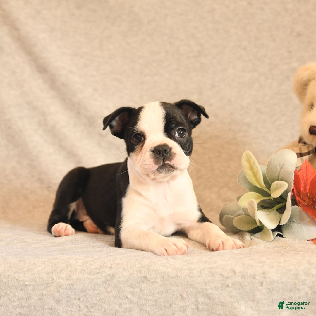 Boston Terrier dogs for sale: Forrest - Ad 5