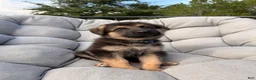 German Shepherd dogs for sale: Maverick - Ad 2