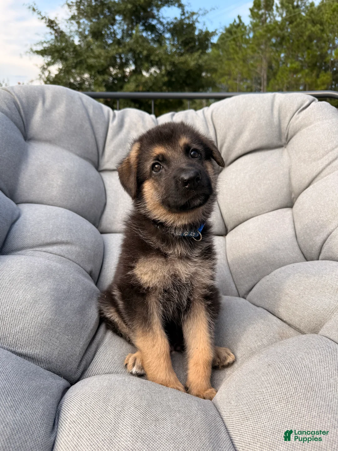 German Shepherd dogs for sale: Maverick - Ad 2