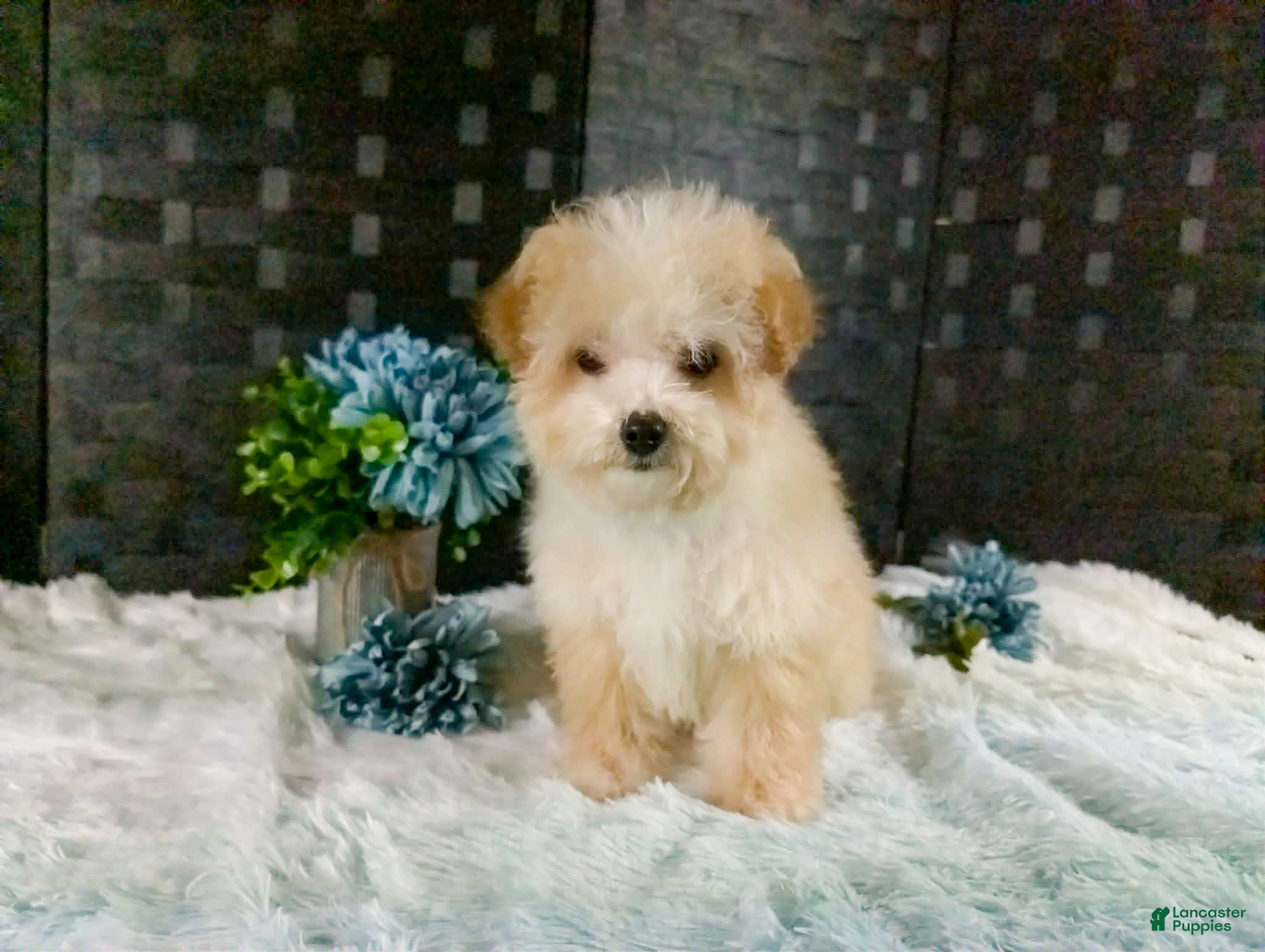 Bichpoo dogs Kiri - Ad 2