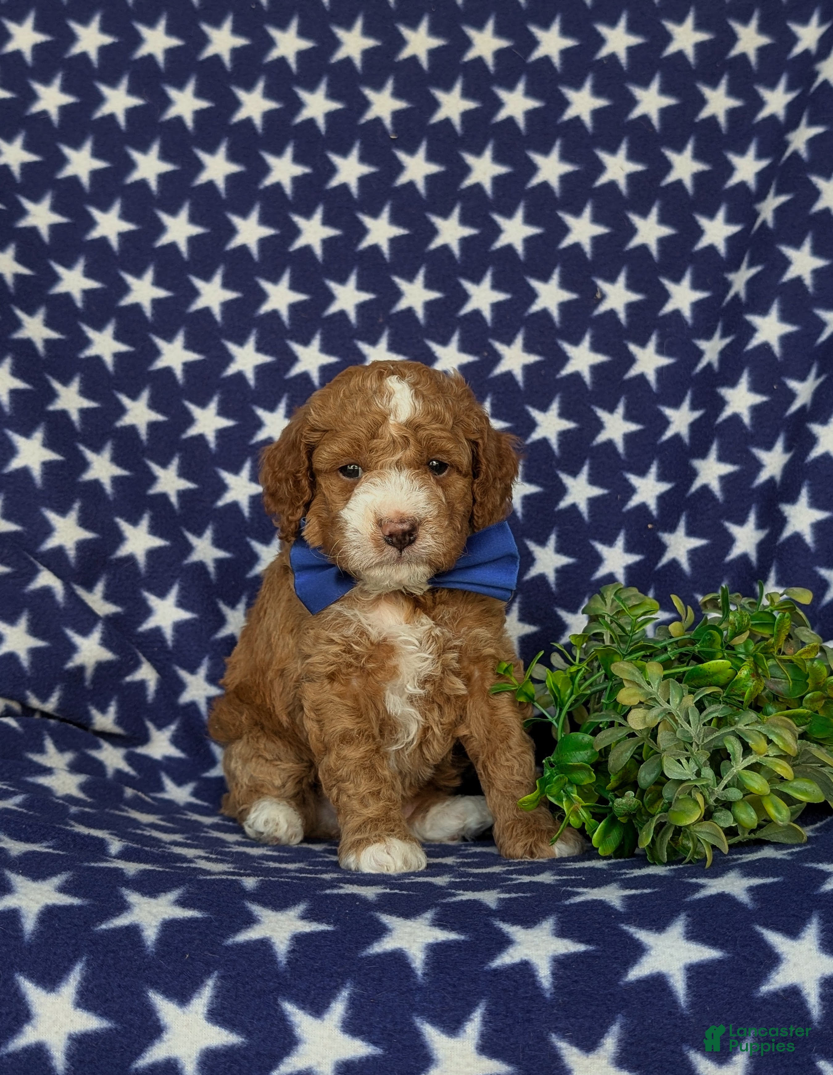 Miniature Poodle dogs Santiago  - Ad 1