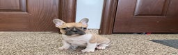 French Bulldog dogs for sale: French Bulldog Puppy 1 - Ad 4