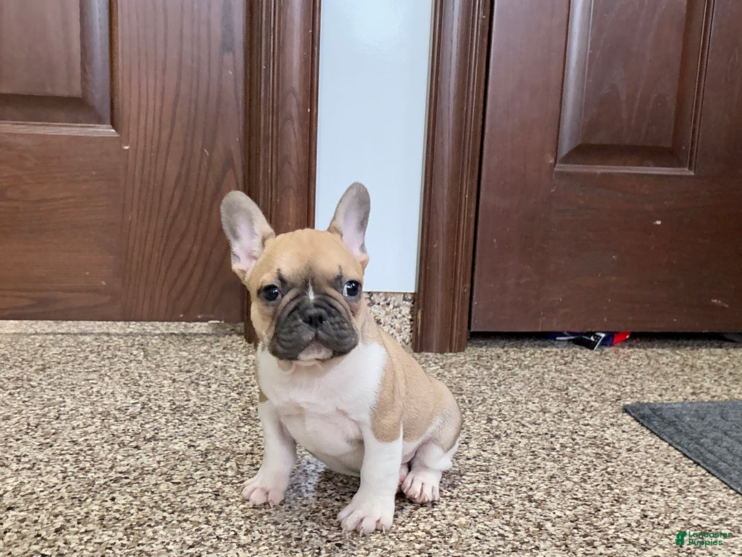 French Bulldog dogs for sale: French Bulldog Puppy 1 - Ad 4