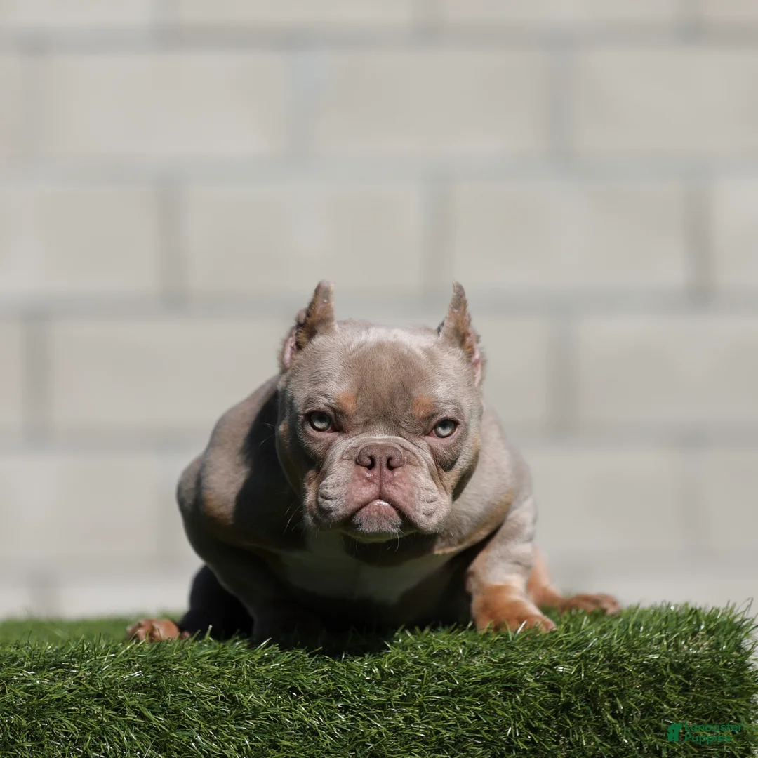 American Bully dogs for sale: American Bully Puppy 1 - Ad 1