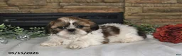 Shih Tzu dogs for sale: Theo - Ad 5