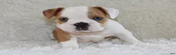 English Bulldog dogs for sale: Henry - Ad 2