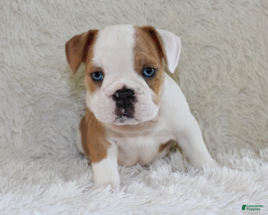 English Bulldog dogs for sale: Henry - Ad 2