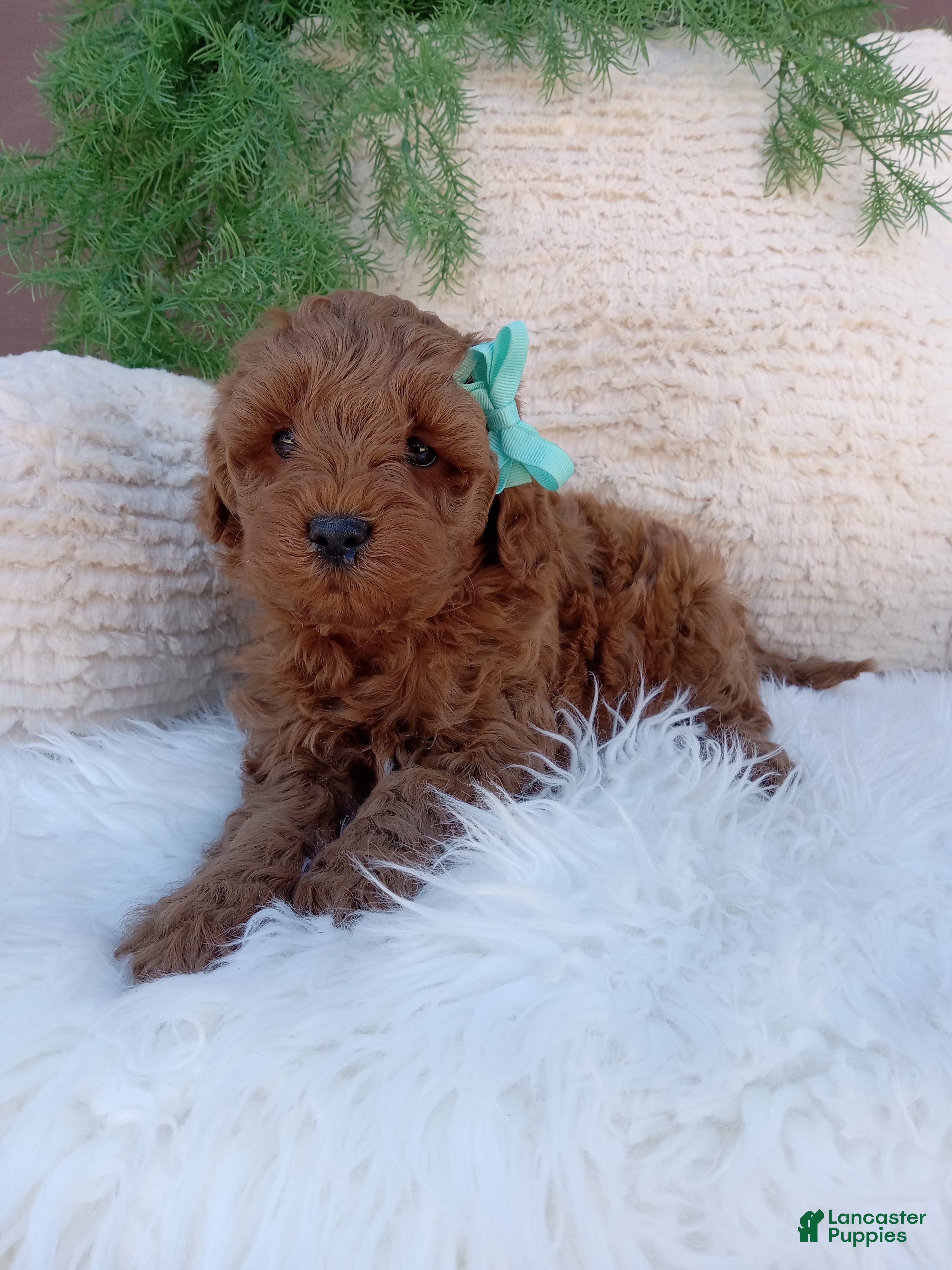 Mini Goldendoodle dogs Teddy - Ad 2