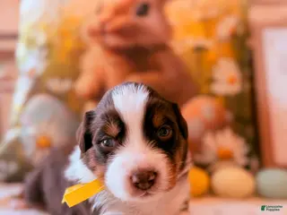 Australian Shepherd dogs Australian Shepherd Puppy 6 - Ad 27