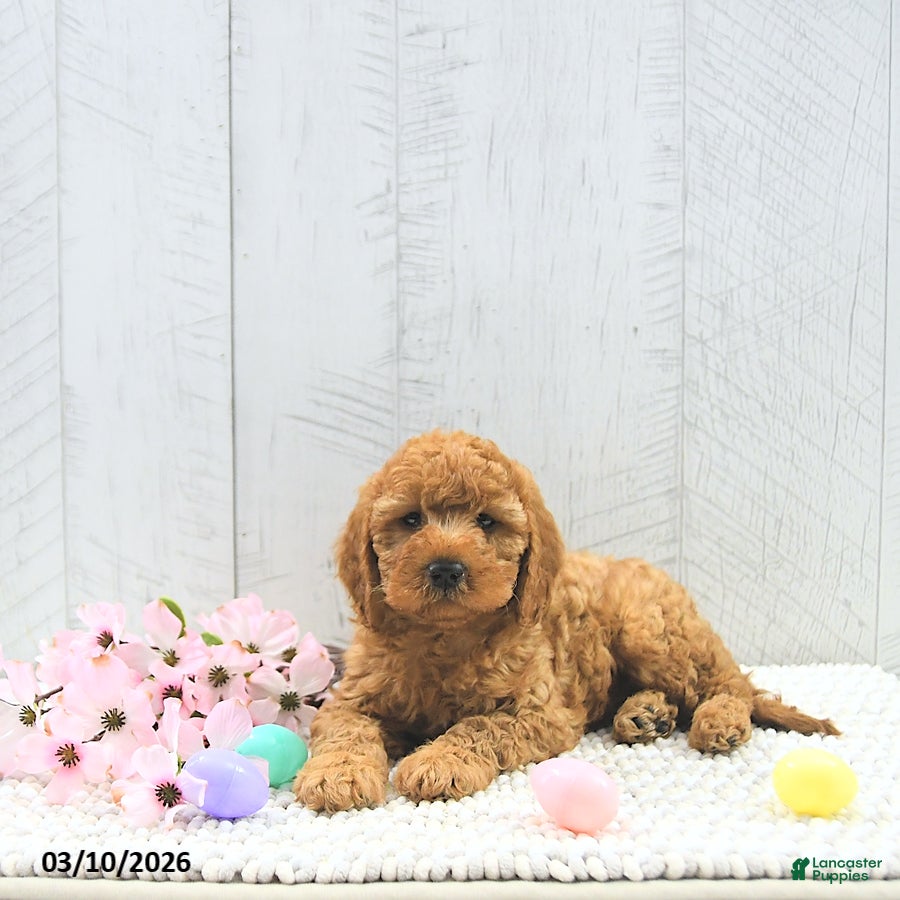 Mini Goldendoodle dogs Xavier - Ad 1