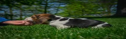 Beagle dogs for sale: Nico - Ad 4