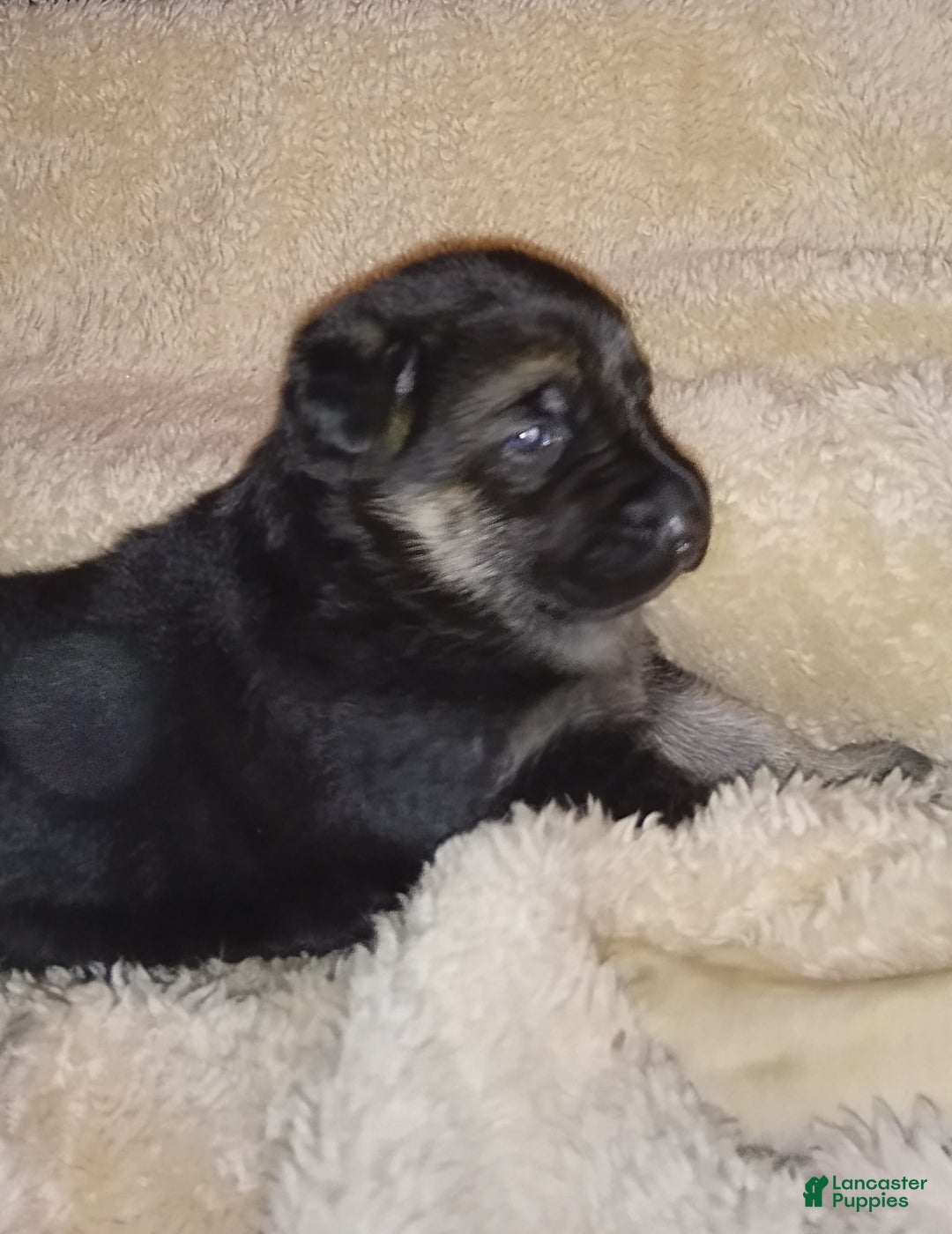 German Shepherd dogs for sale: Diamond - Ad 15