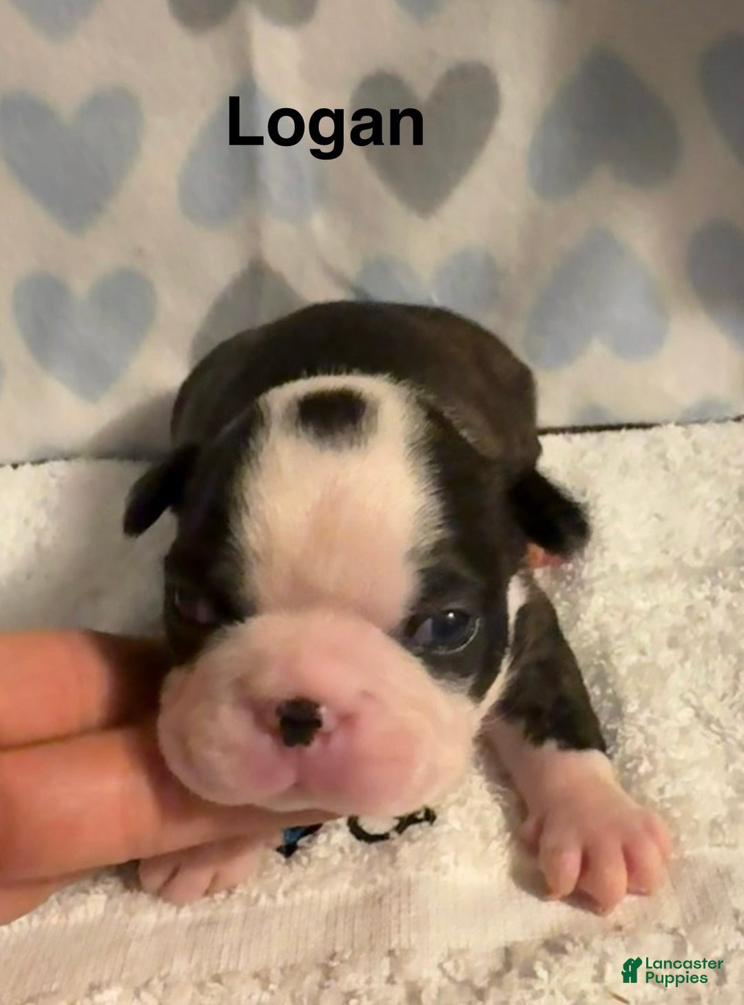 Boston Terrier dogs for sale: Boston Terrier Puppy 3 Lance  - Ad 1