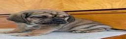 Puggle dogs for sale: Chase  - Ad 15