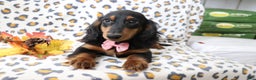 Dachshund dogs for sale: Sammy  - Ad 2