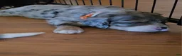 Bernedoodle dogs for sale: Bernedoodle 8 Orange collar  - Ad 10