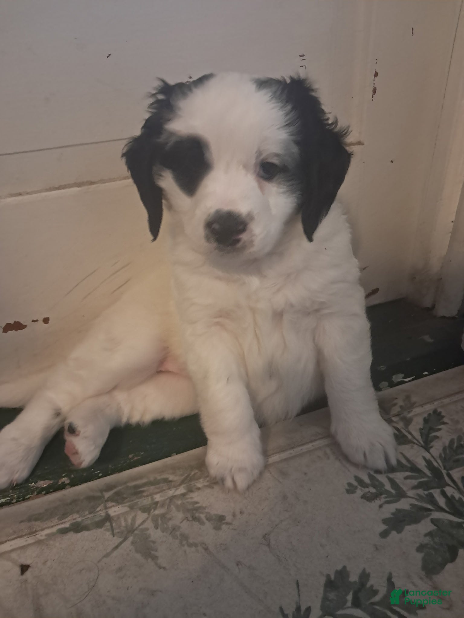 Double Doodle dogs Winnie - Ad 2