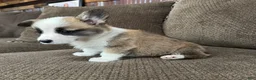 Welsh Corgi Pembroke dogs for sale: Candy - Ad 4