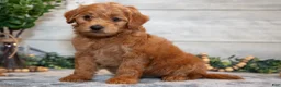 Mini Goldendoodle dogs for sale: Stella - Ad 3