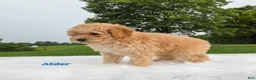 Cavapoo dogs for sale: Alder - Ad 3