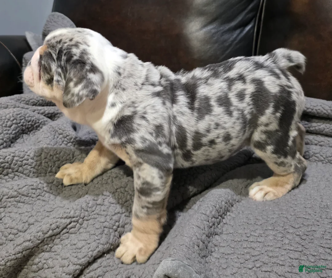 English Bulldog dogs for sale: Butkus - Ad 2