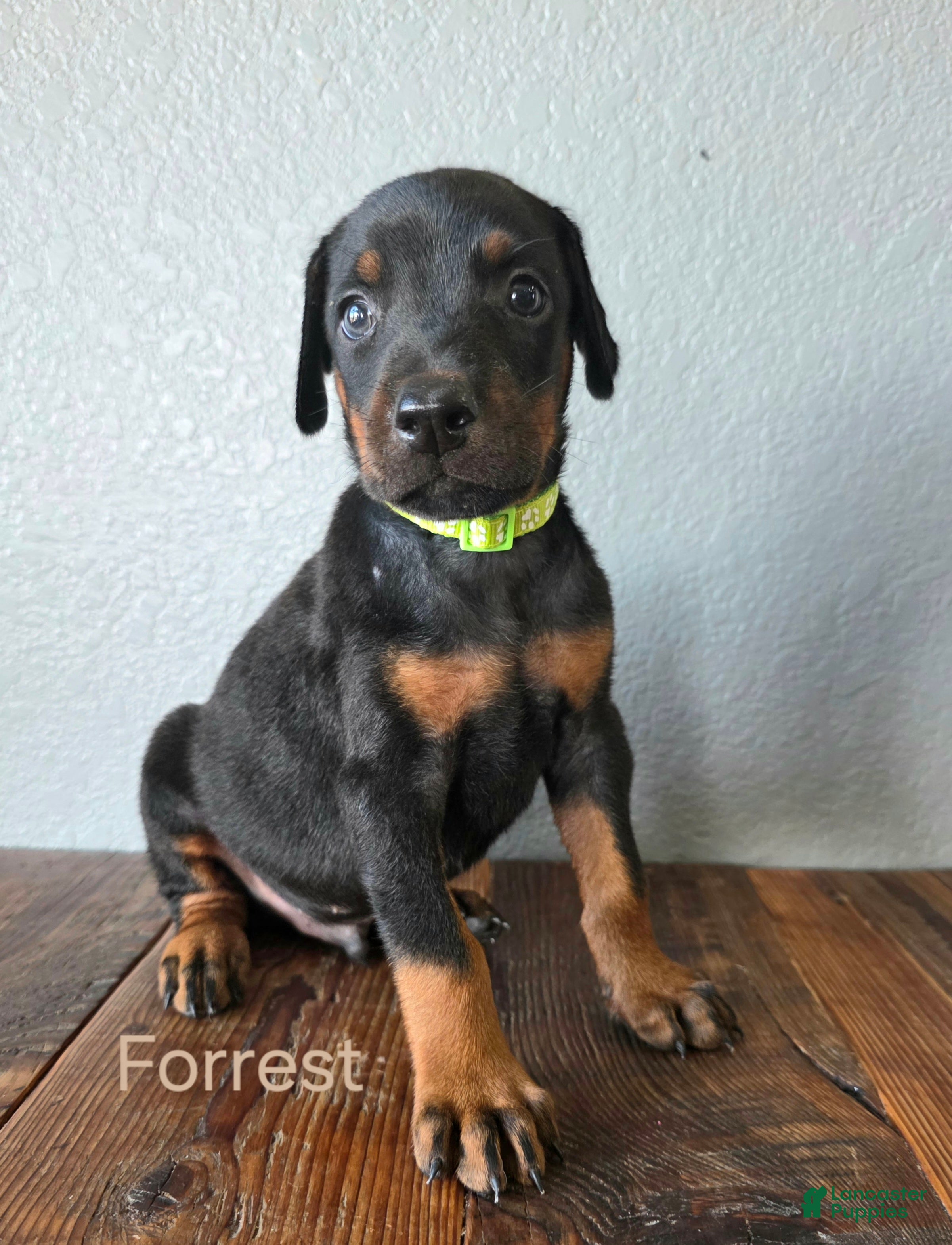 Doberman Pinscher dogs Forrest  - Ad 1