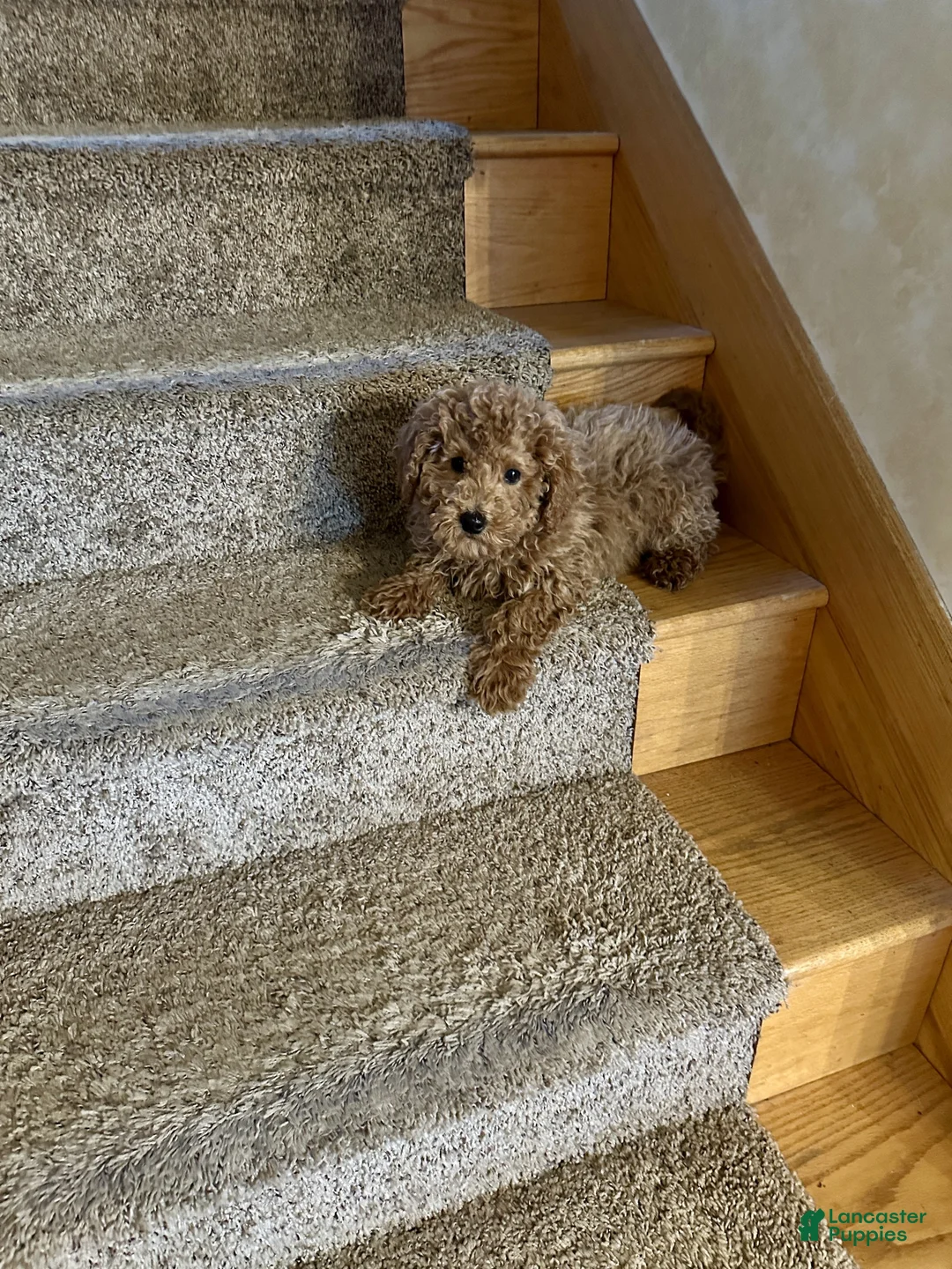 Miniature Labradoodle dogs for sale: Hugo - Ad 4