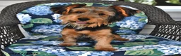 Yorkshire Terrier dogs for sale: Quinn - Ad 5