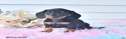 Miniature Dachshund dogs for sale: Fita - Ad 2