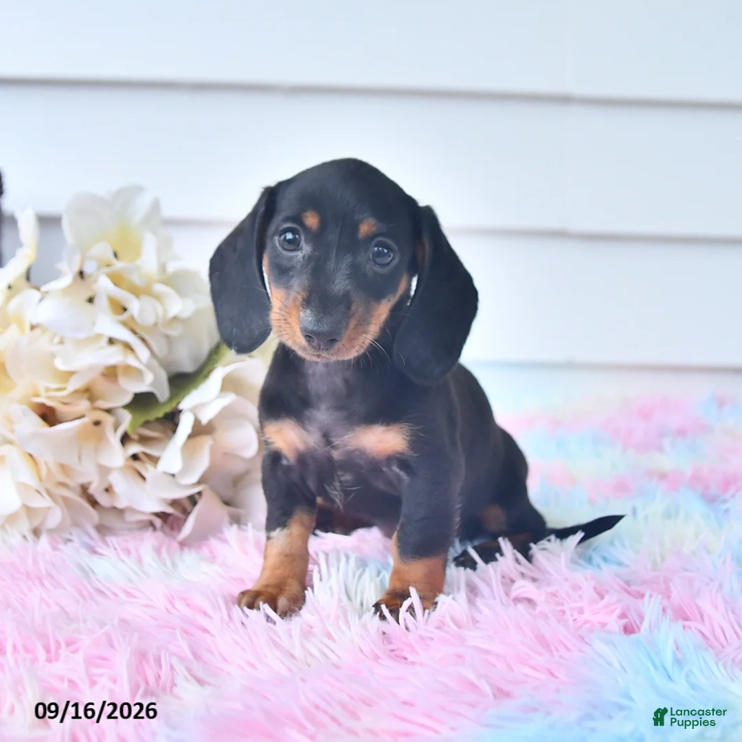 Miniature Dachshund dogs for sale: Fita - Ad 2