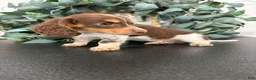 Miniature Dachshund dogs for sale: River - Ad 5