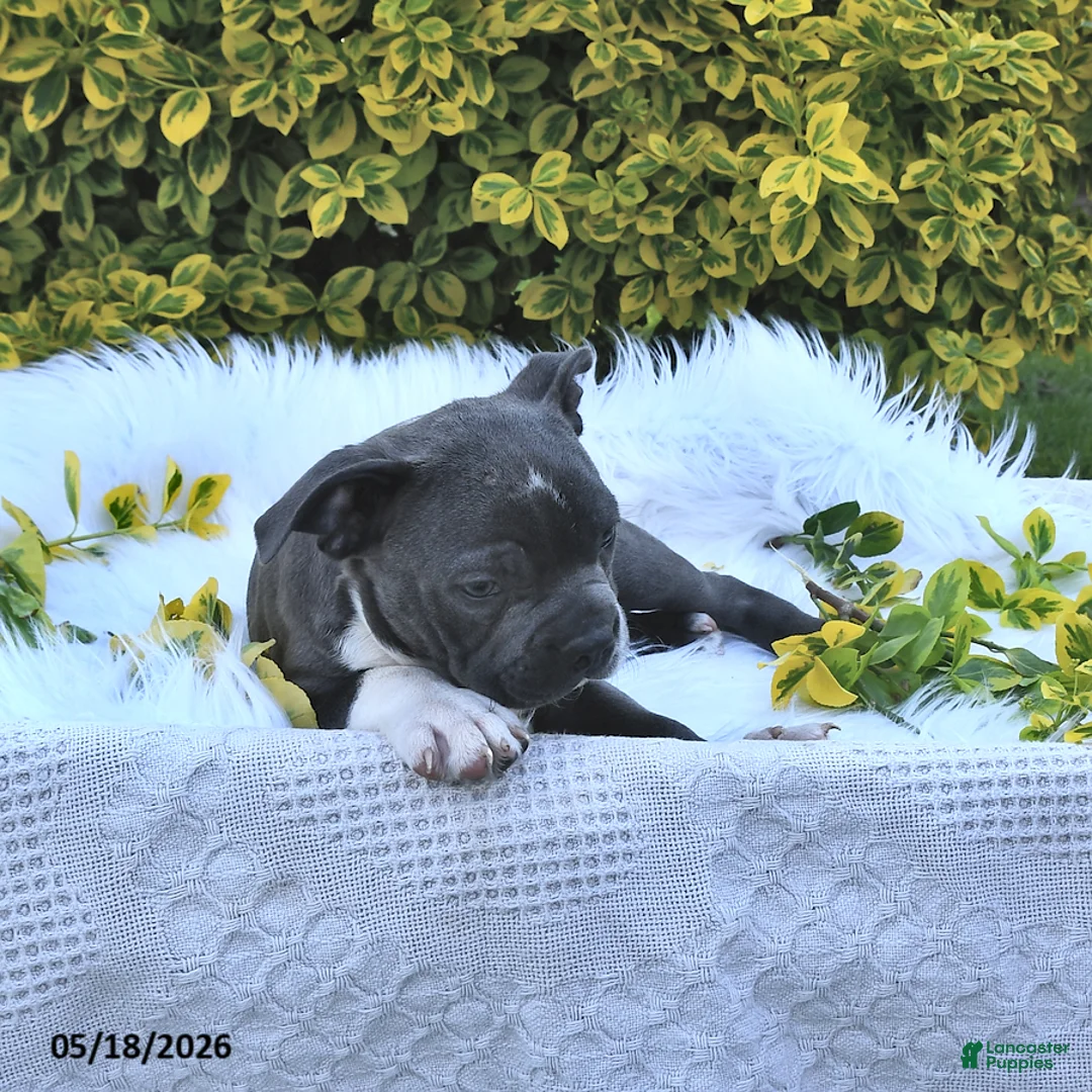 Boston Terrier dogs for sale: Beau - Ad 2