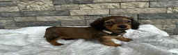 Miniature Dachshund dogs for sale: Dixie - Ad 2