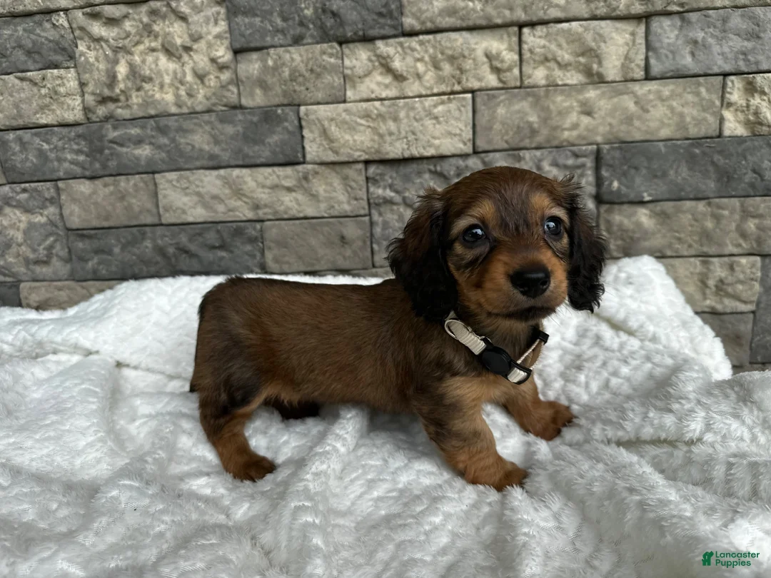 Miniature Dachshund dogs for sale: Dixie - Ad 2