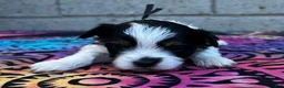 Yorkiepoo dogs for sale: Creed - Ad 1