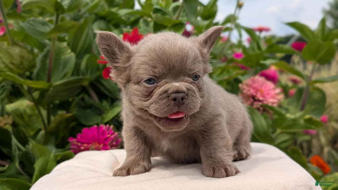 French Bulldog dogs for sale: Stella - Ad 2