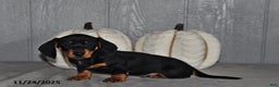 Miniature Dachshund dogs for sale: Theo - Ad 4