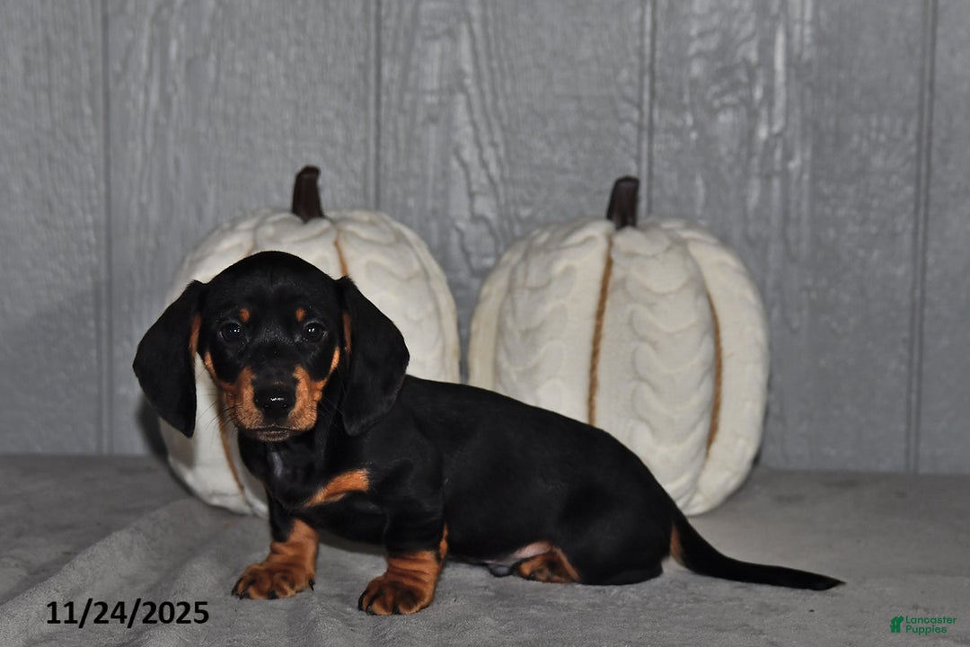 Miniature Dachshund dogs for sale: Theo - Ad 4