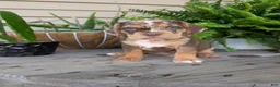 Beabull dogs for sale: Tank - Ad 3