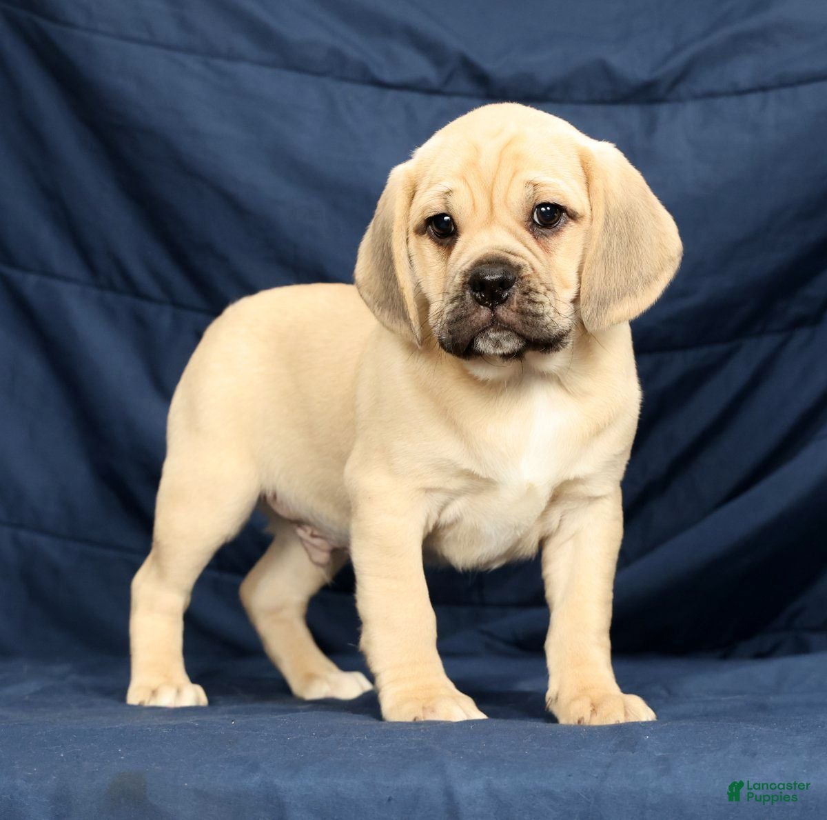 Puggle dogs Casey - Ad 2