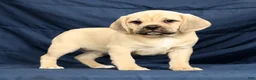 Puggle dogs for sale: Casey - Ad 2