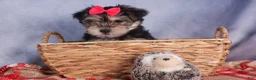 Morkie dogs for sale: Nova - Ad 8
