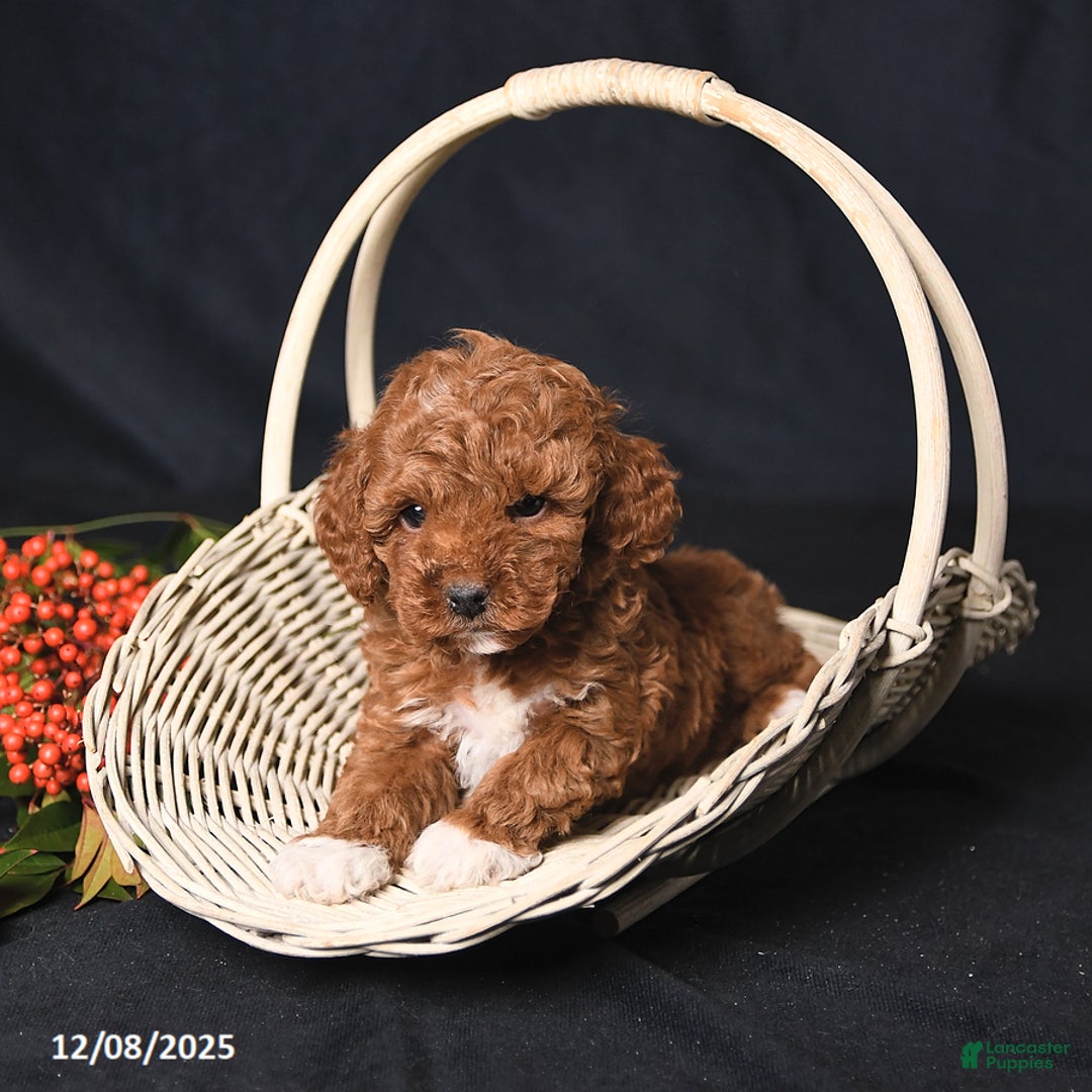 Toy Poodle dogs for sale: Handsome - Ad 4
