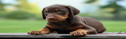 Doberman Pinscher dogs for sale:  Griffin 🐶 - Ad 7
