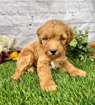 Mini Goldendoodle dogs Owen Miniature Goldendoodle  - Ad 1