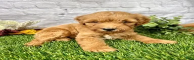 Owen Miniature Goldendoodle 