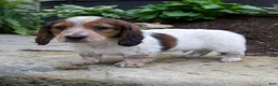 Miniature Dachshund dogs for sale: Gus - Ad 3