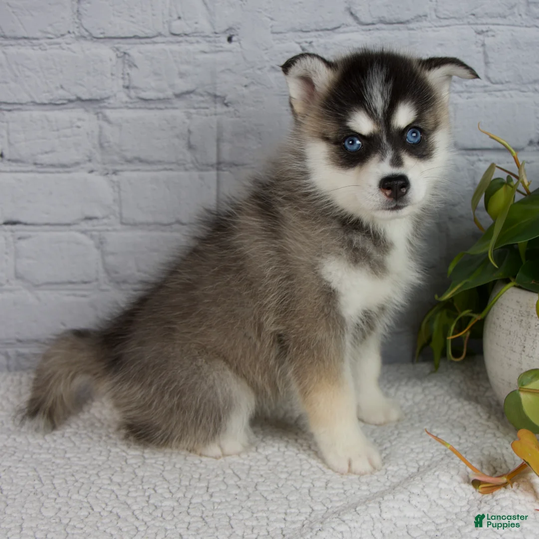 Pomsky dogs for sale: Sophia - Ad 1
