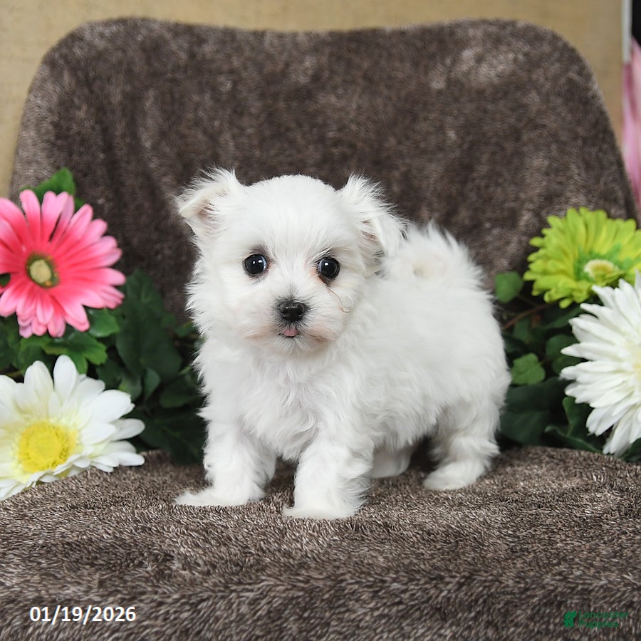 Maltese dogs Gracie - Ad 6