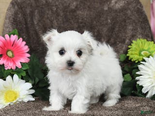 Maltese dogs Gracie - Ad 39